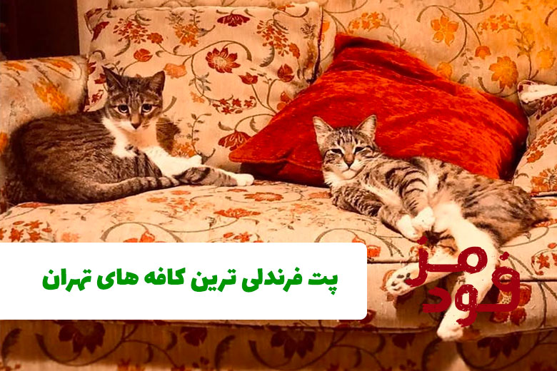 5 تا از پت فرندلی ترین کافه های تهران