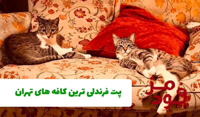 5 تا از پت فرندلی ترین کافه های تهران